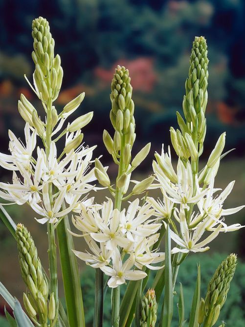 Камасія Silk River (1 шт. в упаковці)